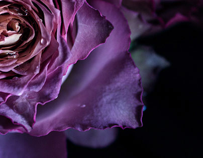 Purple roses with rain drops
