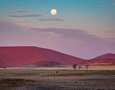 Magic of Red Dunes - otherworldly namib desert