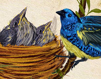 Ilustración aves de Nariño
