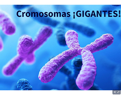 Cromosomas gigantes