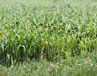 Grazing Sudangrass, Pearl Millet, and Sorghum Hybrids