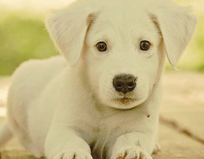 Cute Puppy With Black Eyes