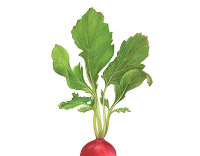 Radishes; botanical illustration