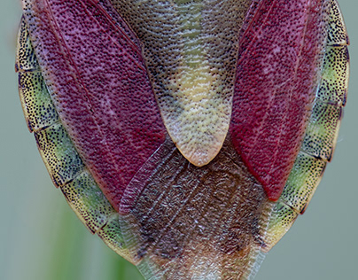 Photo Series: Nature / Case 36: Carpocoris fuscispinus
