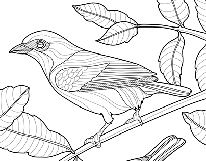 Illustration - OAMa/Observatório de Aves da Mantiqueira
