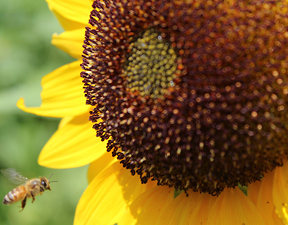 Sunflower and Bee Photography