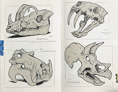 Animal Skulls - Study Sketches