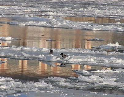 Birds on the icy river Danube