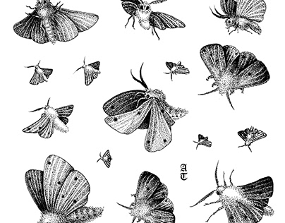 Moth Illustrations