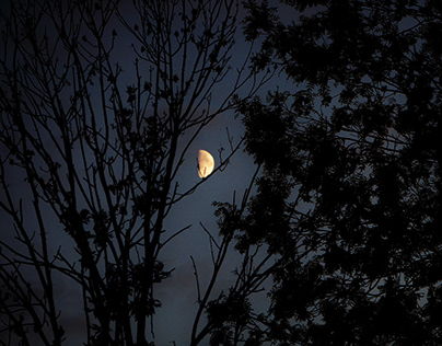 księżyc zza drzew