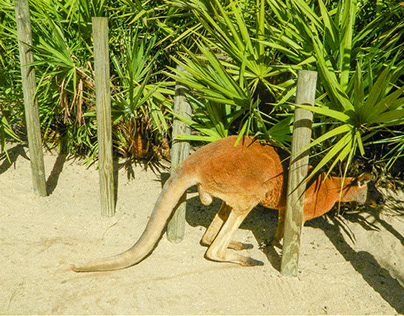 the tan brown kangaroo