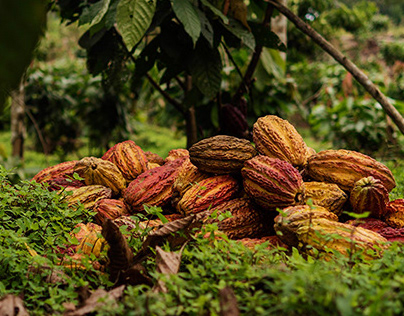 Tamshi Cacao. Branding