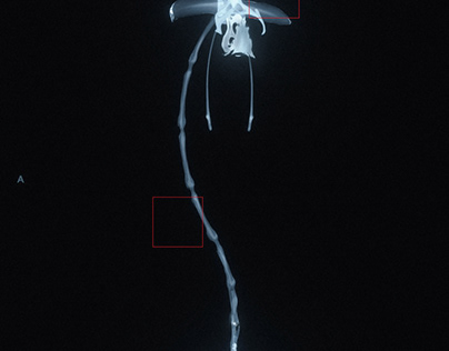 Orchid bone X-Ray2 /Kangaroo Paphiopedilum