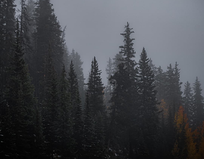 Dark Foggy Fall