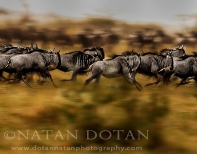 The African Animals Great Migration