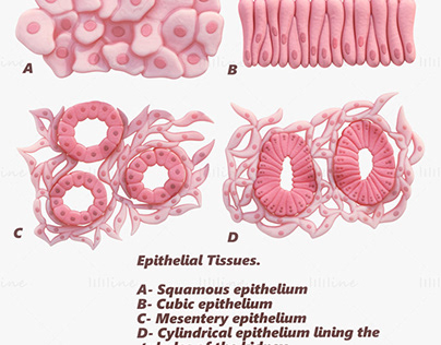 Epithelial Tissues Medical 3D Model
