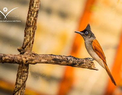 #Indian paradise flycatcher