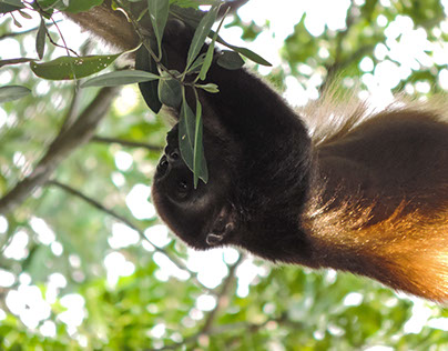 Mantled Howler Monkey Reaches for a Fruit 2