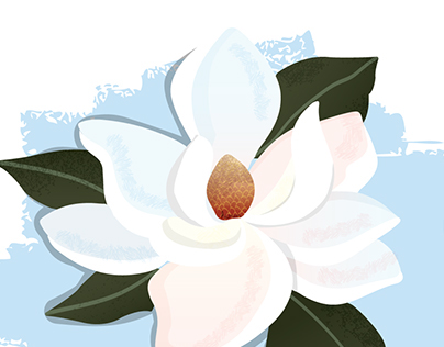 Magnolia grandiflora -- Magnolia