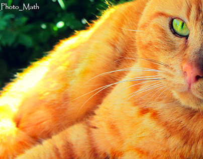 CAT - Sunny 'Charlie'