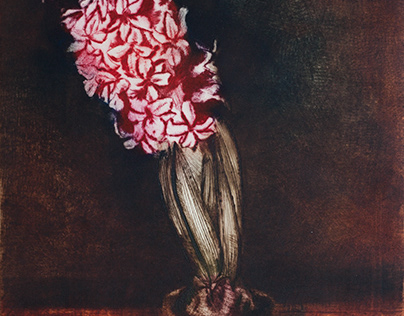 Pink Hyacinth.Etching/mezzotint/dry point /watercolor