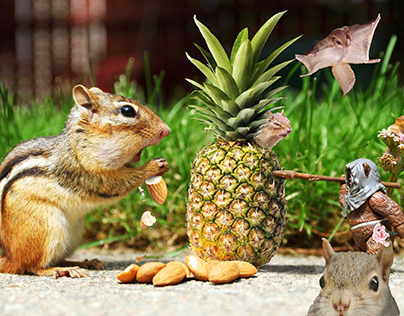 Squirrel Collage