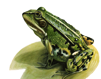 Edible frog - Scientific illustration