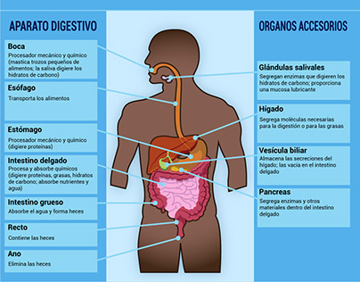 Infografia sobre el sistema digestivo