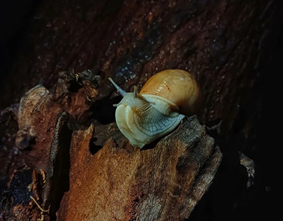 larger banded snails