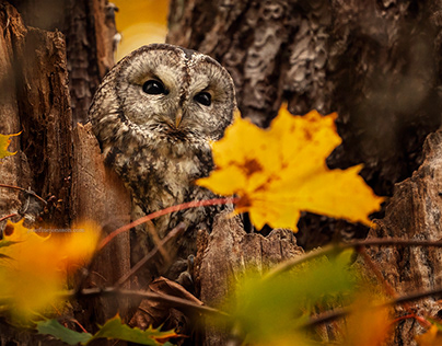 Tawny owl autumn