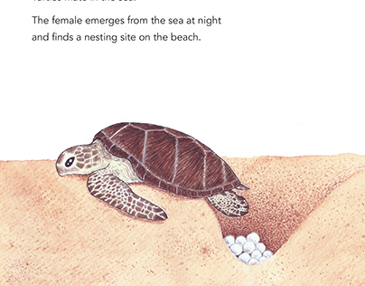 Sea Turtle Nesting (For WCS-India. Text: Adyasha Nayak)