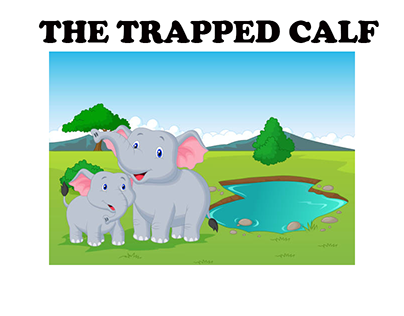 THE TRAPPED CALF