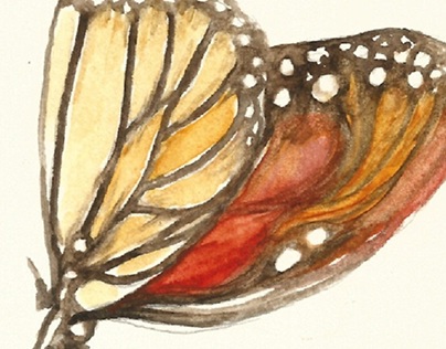 Butterfly in Watercolor
