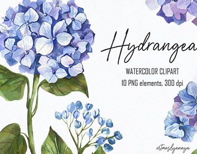 Watercolor Hydrangea flower clipart.