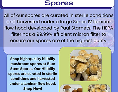 Buy Hillbilly Mushroom Spores Online | Blue Stem Spores