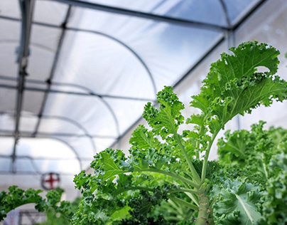 Growing kale at a hydroponic farm.