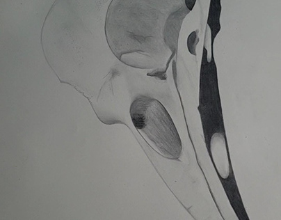 Bird Skull Drawing