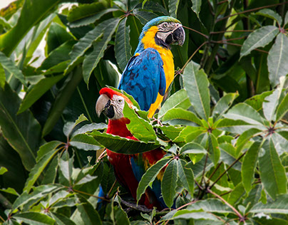 Colors of the Amazon rainforest