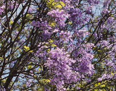 Jacarandas In Bloom