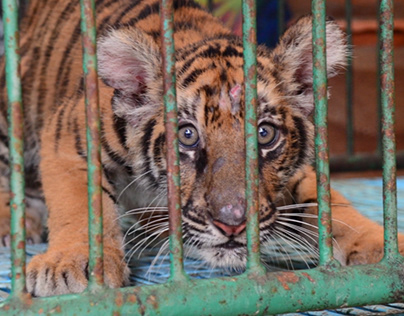 World Tiger Day awareness video