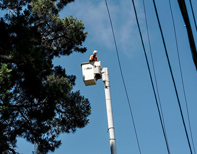Tips for Managing Trees Near Power Lines