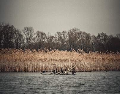 Cormorants over the Vistula River