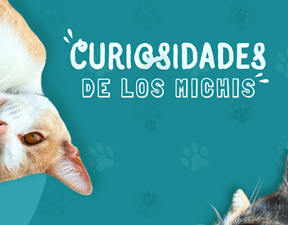 "Curiosidades de los michis" - Flyer informativo