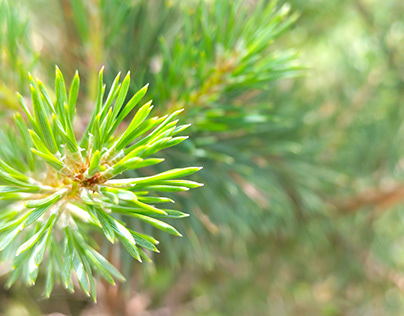Conifers, pine forest, branches, macro