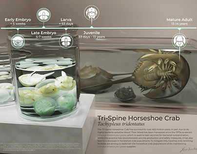 Tri-Spine Horseshoe Crab Life Cycle