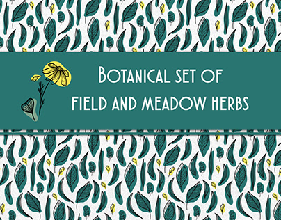 Botanical set of field and meadow herbs