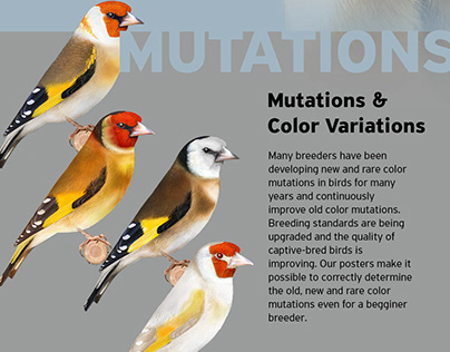 Birds Illustrations for Genetics and Mutations posters