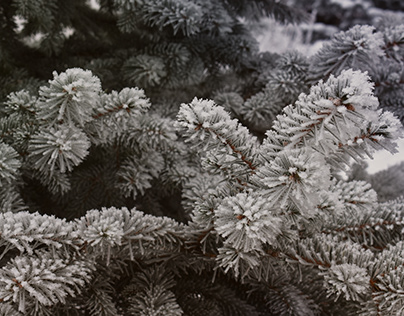 Winter, fir-tree branches in frost