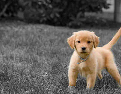 Selective Color Puppy