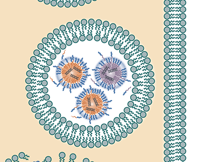 Endosome Lysis Scientific Illustration